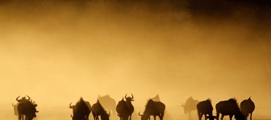 Learn Sesotho Southern Online - Level 1