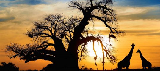 Learn Zulu Online - (Business)